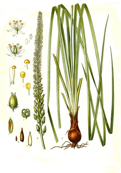 'Medicinal Plant