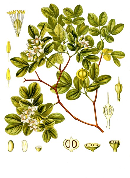 Medicinal Plant