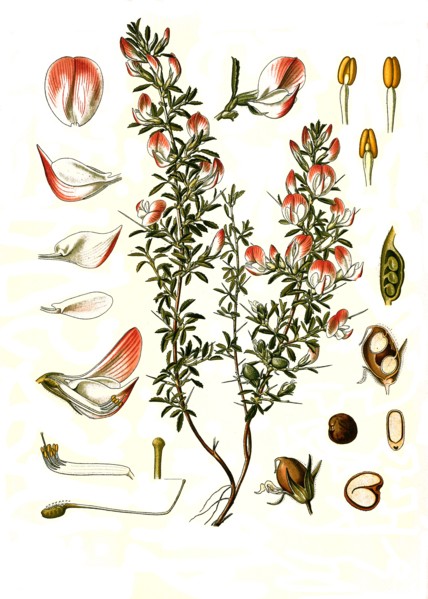Medicinal Plant