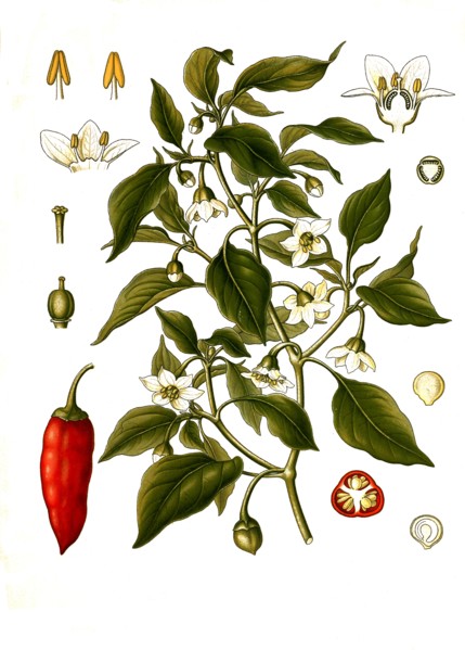 Medicinal Plant