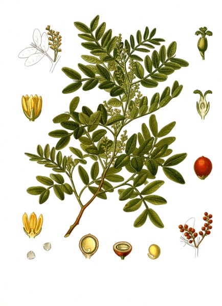 Medicinal Plant