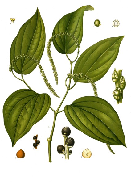 Medicinal Plant