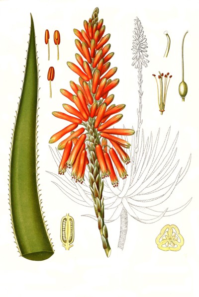 Medicinal Plant