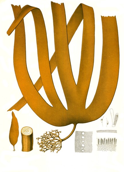 Medicinal Plant