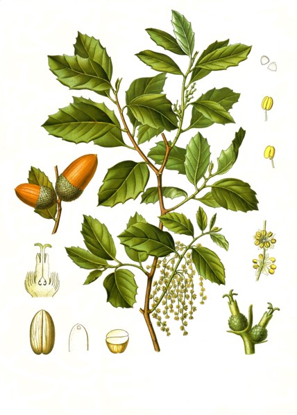 Medicinal Plant
