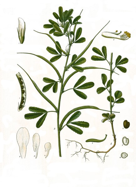 Medicinal Plant
