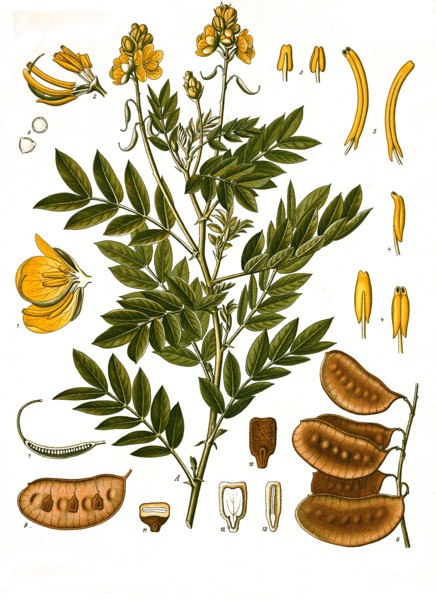 Medicinal Plant