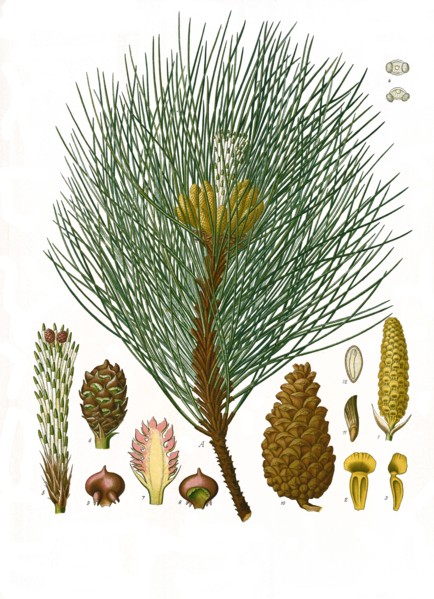 Medicinal Plant