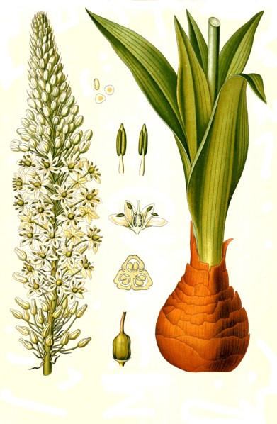 Medicinal Plant
