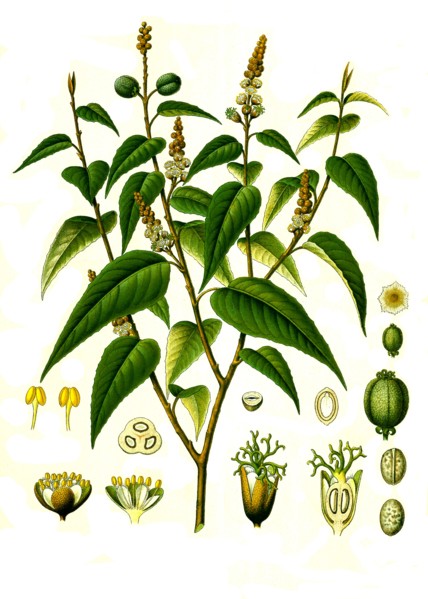 Medicinal Plant