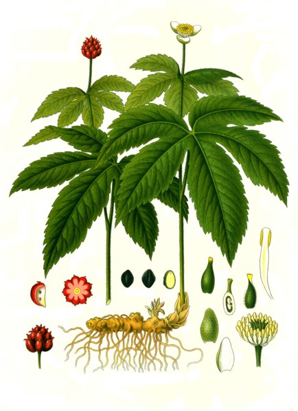 Medicinal Plant