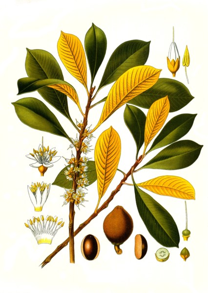 Medicinal Plant