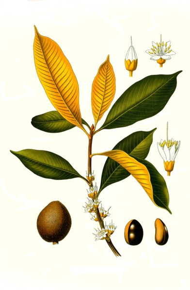 Medicinal Plant