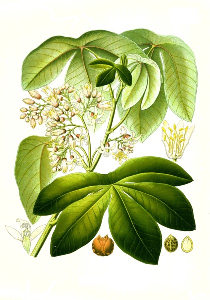 Medicinal Plant