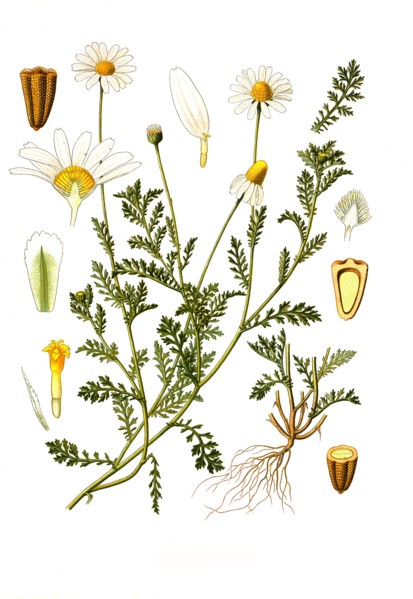 Medicinal Plant