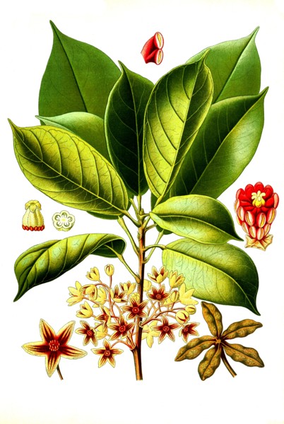 Medicinal Plant