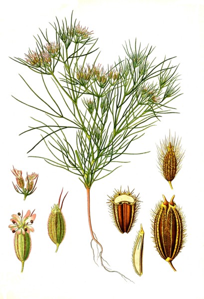 Medicinal Plant