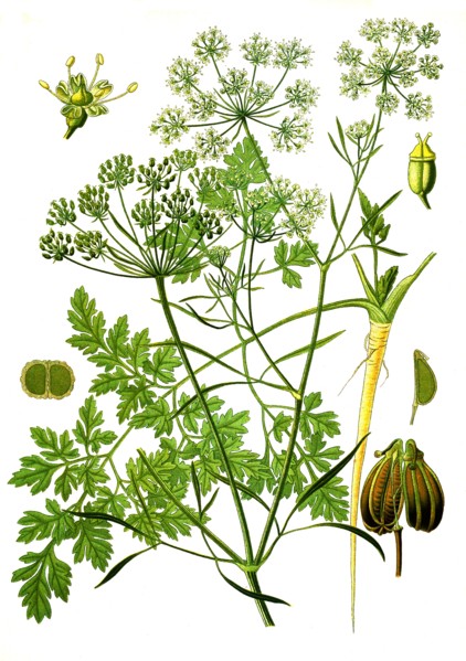 Medicinal Plant