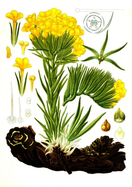 Medicinal Plant