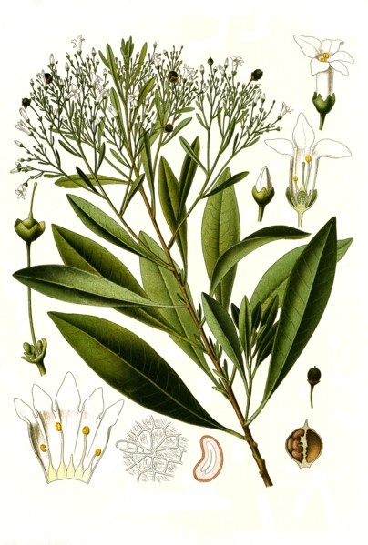 Medicinal Plant