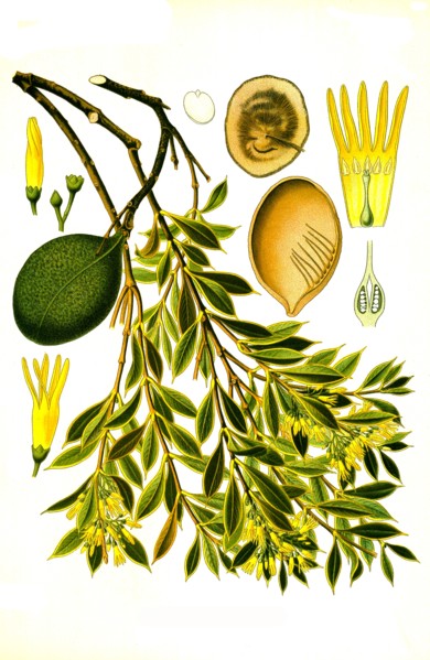Medicinal Plant