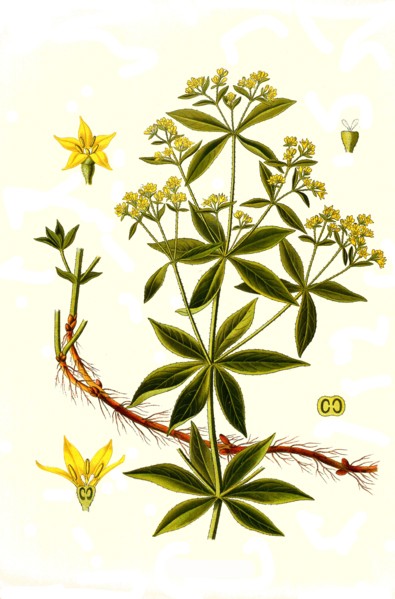 Medicinal Plant