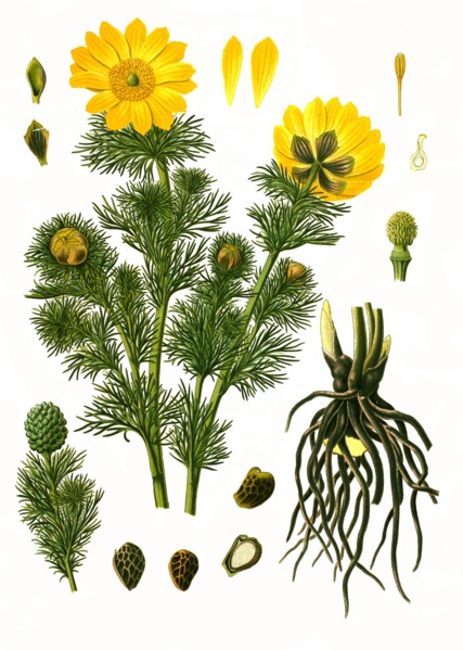 Medicinal Plant