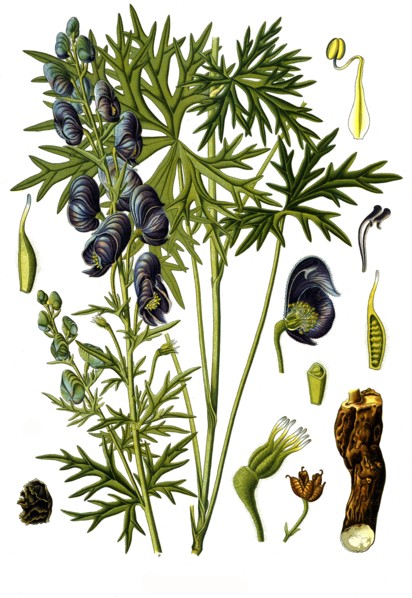 Medicinal Plant