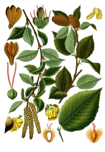 Medicinal Plant