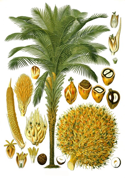 Medicinal Plant