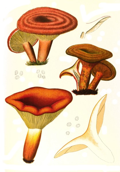 Mushroom