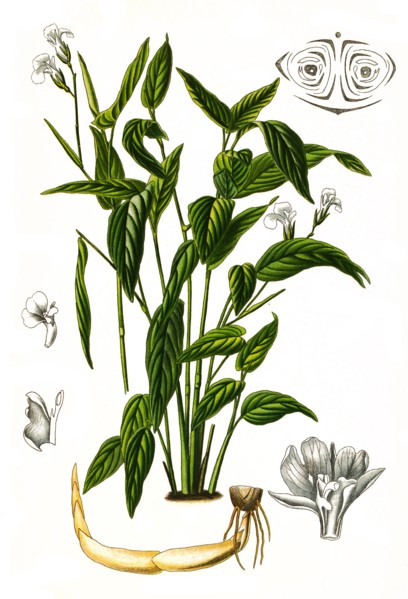 Maranta Arundinacea Is A Useful Plant. The So-Called Arrowroot Flour Is Obtained From It