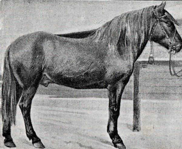 A Vyatka gelding