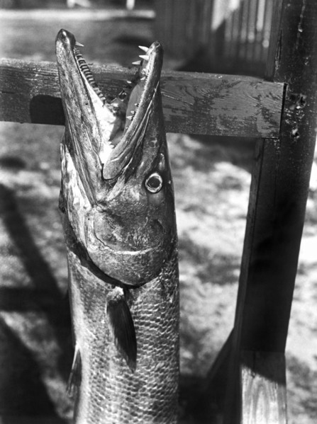 Barracuda Teeth
