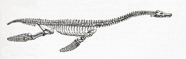 Skeleton of a Plesiosaurus, a genus of extinct, large marine sauropterygian reptile.
