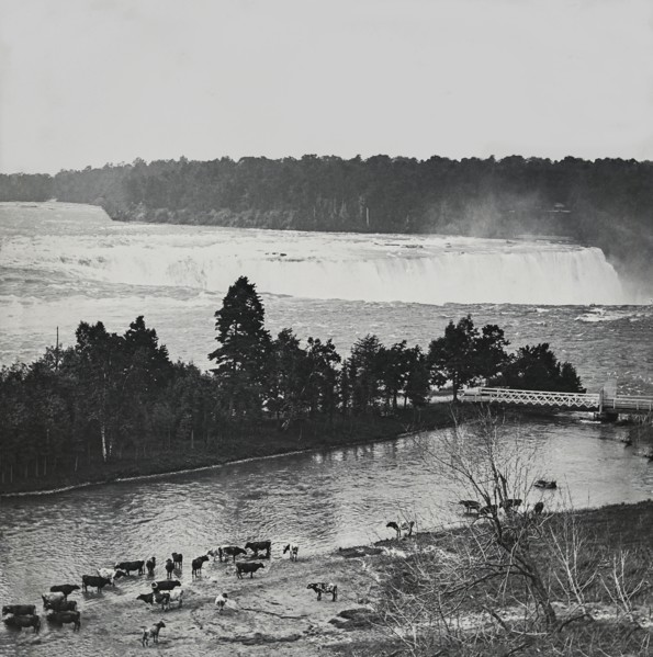 Cows standing in the shallow water of a river with a large waterfall in the background.