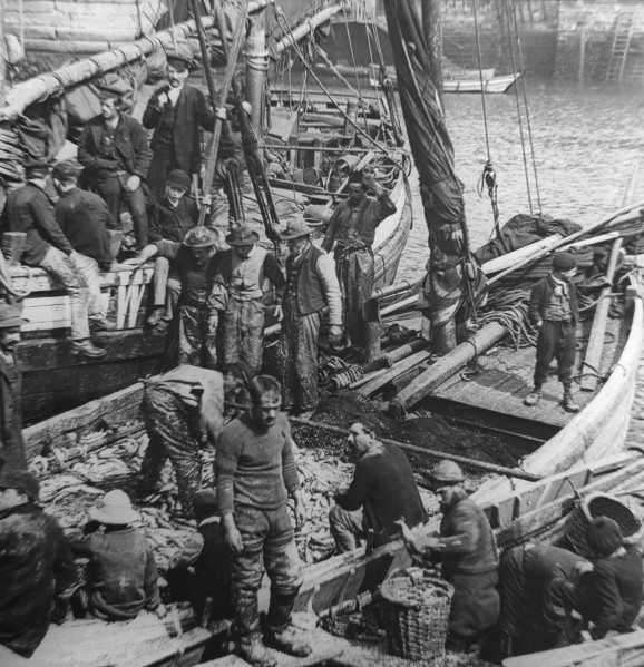 Fishermen and boys on board fishing boats sorting and gutting herring fish.