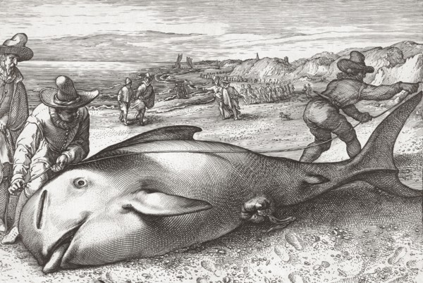 Two men measure the length of a dead stranded whale.