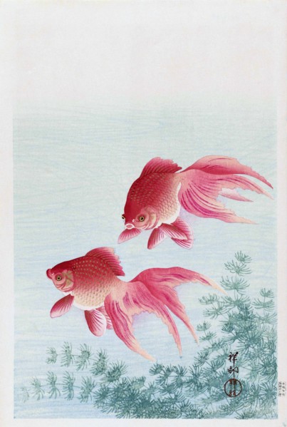 Two Veiled Goldfish.