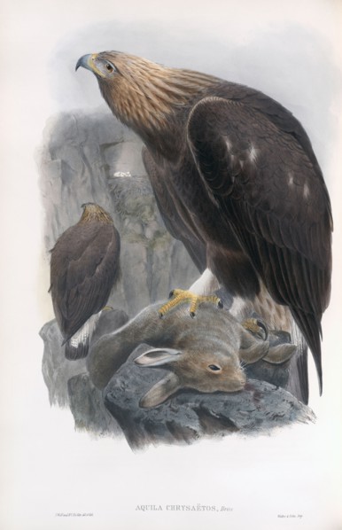 Golden Eagle.