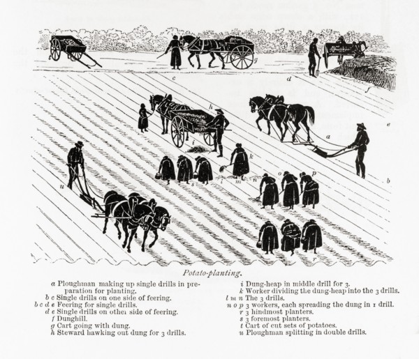 Potato planting.