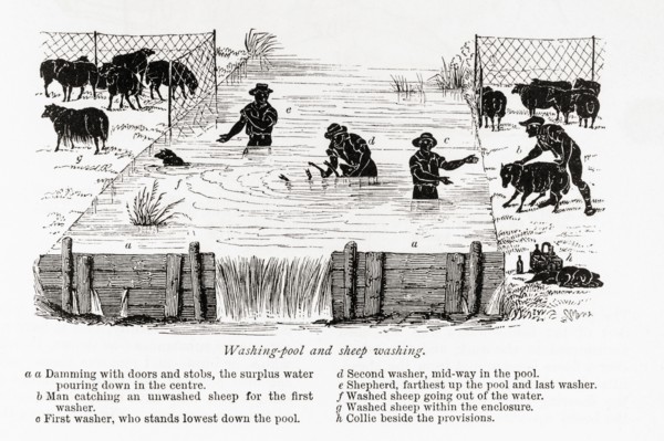 Washing pool and sheep washing.