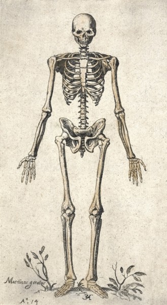 Human skeleton.