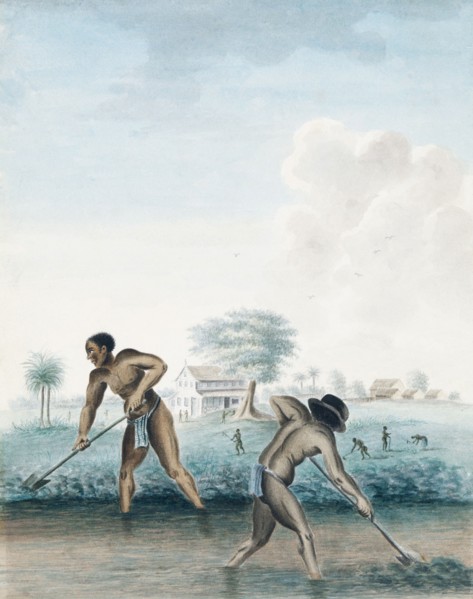 Slaves at work digging a drainage canal in Paramaribo.