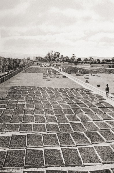 Fruit drying in the Santa Clara valley.