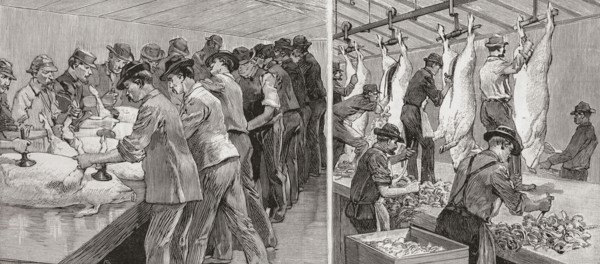 Two scenes from a slaughterhouse in Chicago.