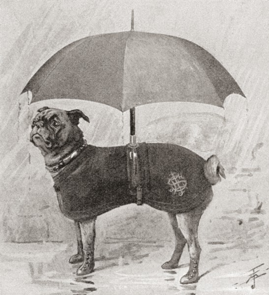 A pug wearing boots.