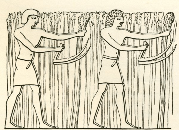 Reaping in ancient Egypt.