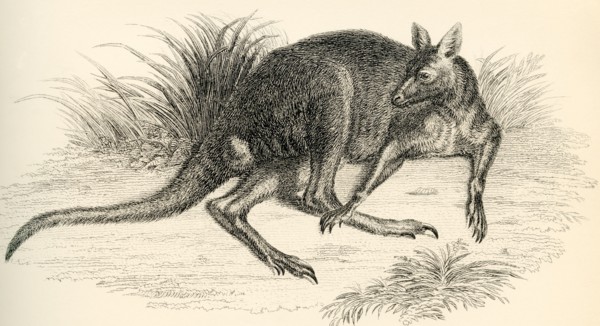 Eastern grey kangaroo.