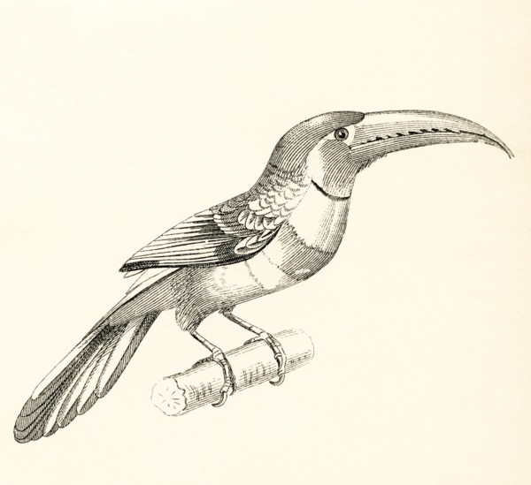 The Aracari.